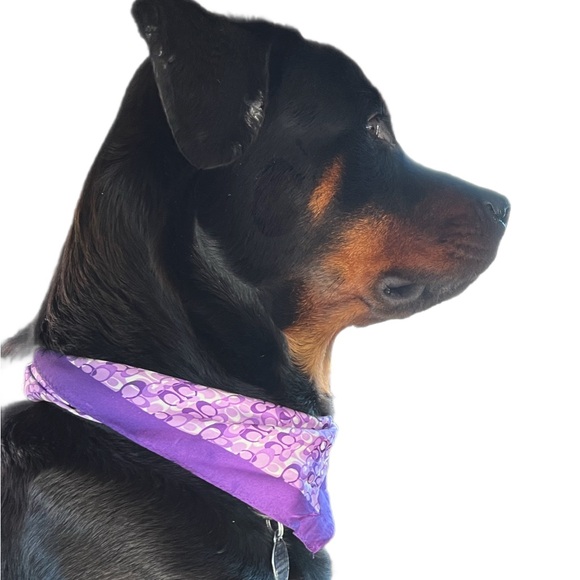 Meet your Posher, Amelia - Picture 5 of 7